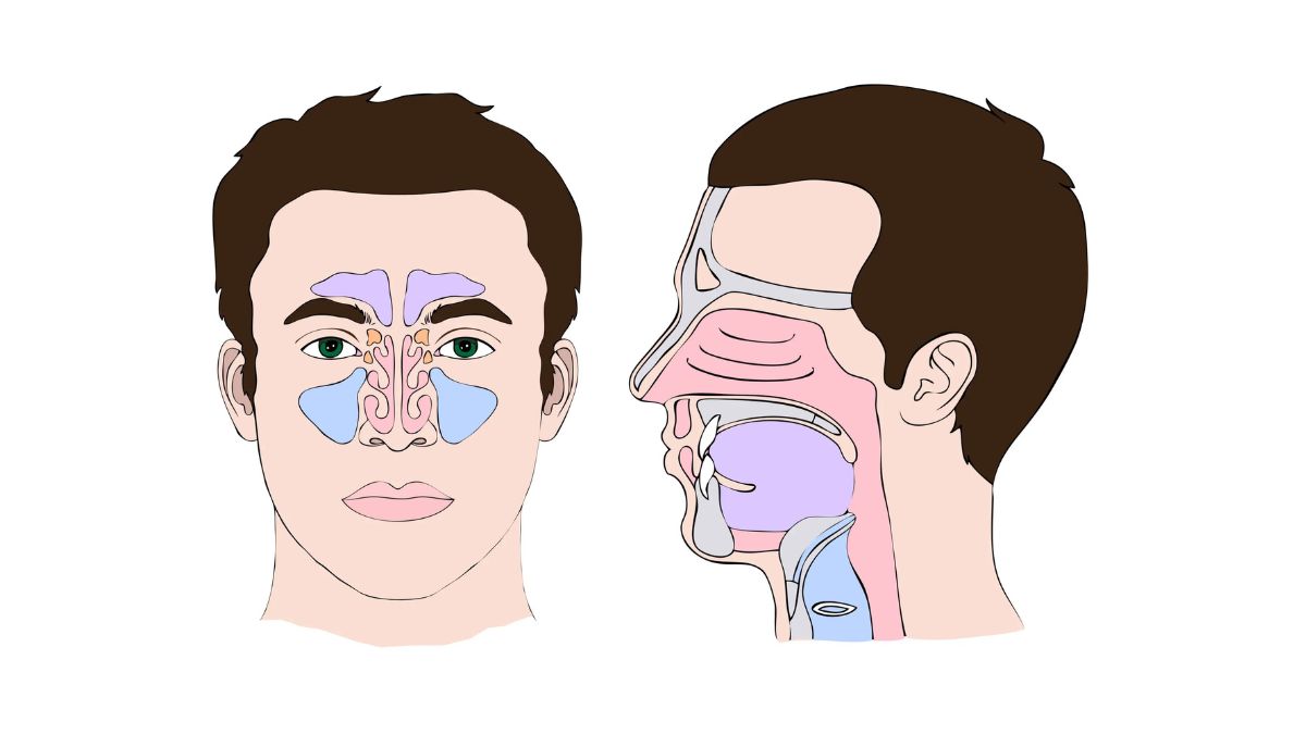 Ilustração de rosto humano com ênfase no sistema respiratório